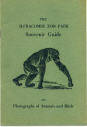 Ilfracombe Zoo Guide - Chimpanzee.